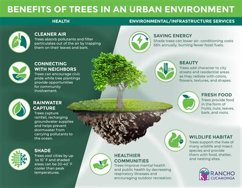 some of the advantages of planting trees in cities are that they|How Trees Make Cities Healthier .
